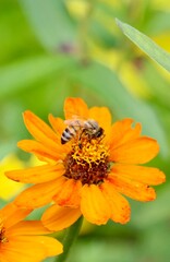 bee on orange flower