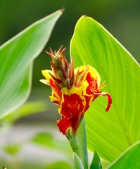 red and yellow flower 