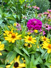 flowers in the summer garden 