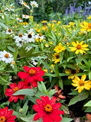 flowers in the garden
