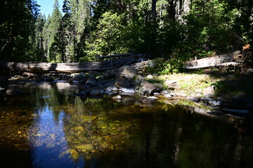 river in the forest