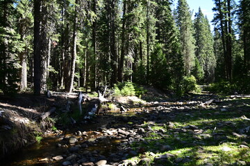 forest in the forest