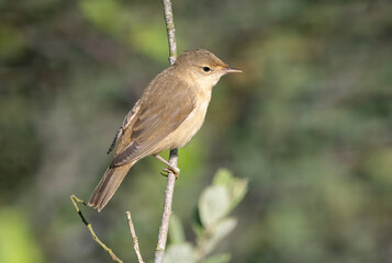Little Reed Warbler in a tree