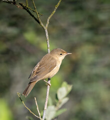 Little Reed Warbler in a tree