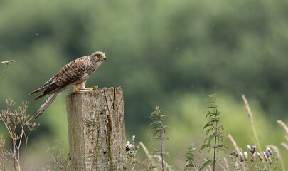 Kestrel in the Onlanden