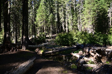 forest in the forest