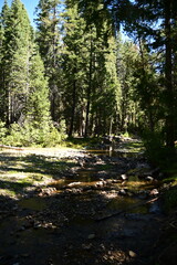 forest in the morning