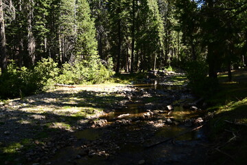 autumn in the forest