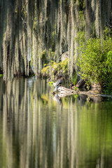 Bird Sitting on Tree by Lake