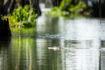 Alligator Swimming in Louisiana Lake