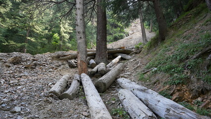 Felled cedar logs are stacked along a rocky slope in a forest, surrounded by dense trees and natural greenery