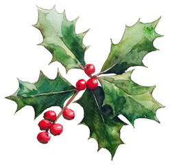 PNG Christmas holly produce blossom flower.