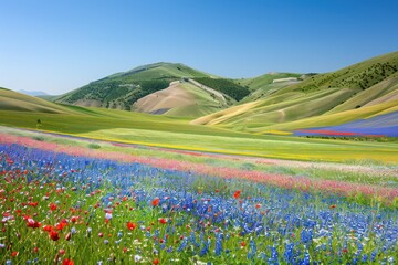 Fototapeta premium field of flowers
