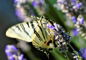 Beautiful butterfly and fresh lavender flower close macro detail