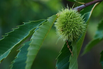 Branch of edible chestnuts; chestnut burr, female flower, dried male flower and leaves ; Castanea Sativa or Castanea Vesca; close up photography	