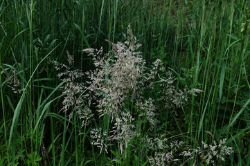 Wolliges Honiggras (Holcus lanatus)