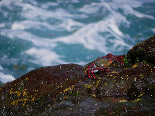 Big red crab on a volcanic lava rock stone near the sea at the background of turquoise water