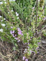flowers in the garden