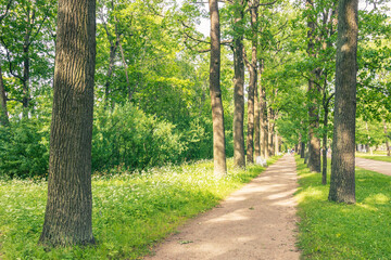 A path in a park with trees on both sides