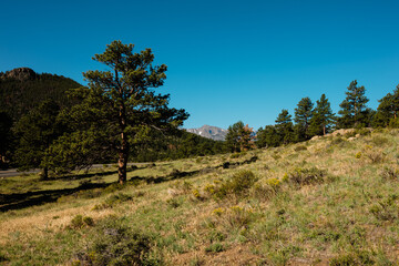 Obraz premium The open mountainside within Rocky Mountain National Park, Colorado in mid-July.