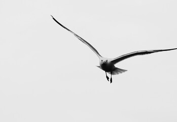 Seagull with open wings fly high in the sky