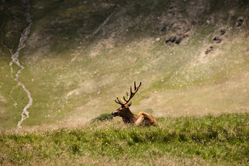 In the alpine tundra along the Old Fall River Road in Rocky Mountain National Park, Colorado, a lone bull elk lies resting in the mid-July afternoon sunshine.