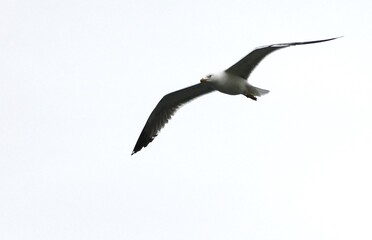 Seagull with open wings fly high in the sky close details