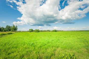 A large field of grass with a few trees in the background
