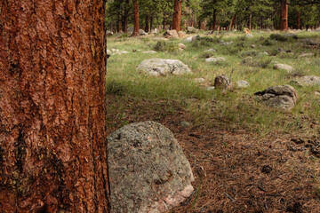 Boulders dot the forest floor among the Ponderosa Pines near Moraine Park Campground, Rocky Mountain National Park, Colorado