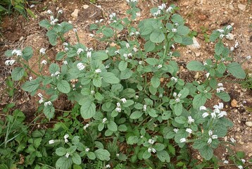 Héliotrope d'Europe, Turnsole (Heliotropium europaeum Boraginaceae) en fleur. 