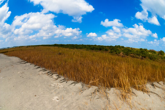 Sand encroaching on marsh grasses, Grand Isle, Louisiana