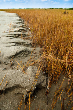 Sand encroaching on marsh grasses, Grand Isle, Louisiana
