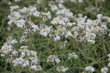 Anaphalis margaritacea. Western pearly everlasting with many white flowers.