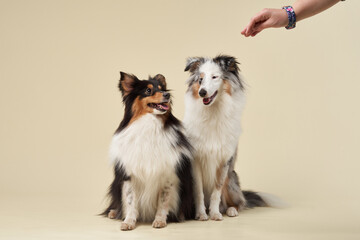 two dogs hugging together. Beautiful shelties in studio