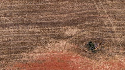 Aerial photograph of cereal field with green leaves. Concept: Agri-food, food industry, food, argiculture.