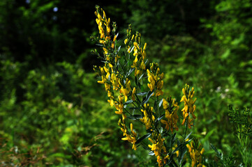 Yellow flower of black broom plant, Lembotropis nigricans