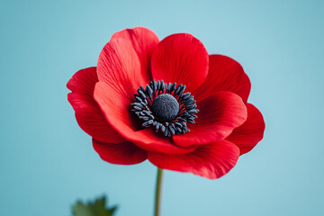 Bright red anemone on a light teal background.