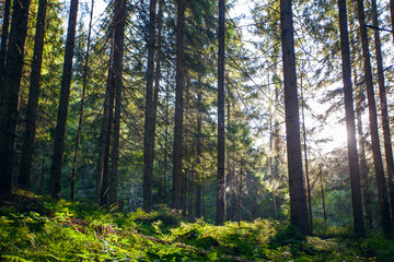 Obraz premium Fresh green forest in sunshine taken early morning in Carpathian mountains