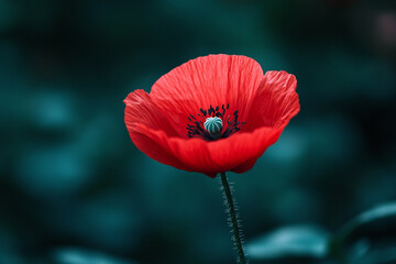 Red poppy on a rich forest green background.