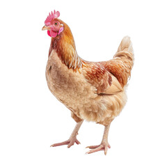 Fototapeta premium chicken, background removed image