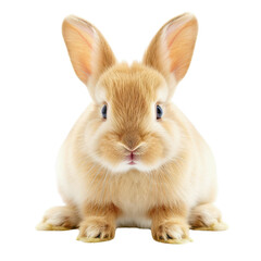 Obraz premium rabbit, background removed image