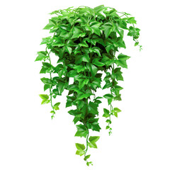 Fototapeta premium leaves isolated, background removed image