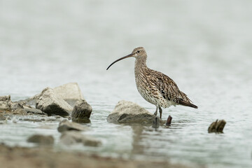 Eurasian Curlew