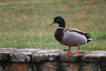 Obraz premium Mallard Drake Standing on a Stone Wall with a Green Lawn in the Background