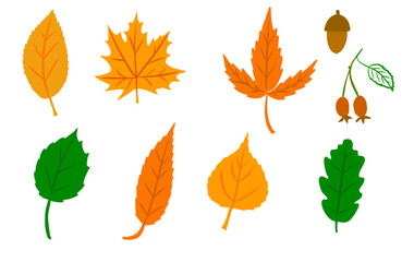 Set of autumn bright leaves isolated, autumn botany