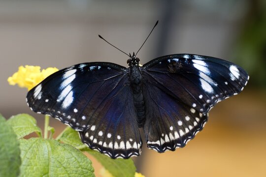 Hypolimnas bolina