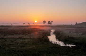 Fototapeta premium sunrise over grass land in national park weerribben wieden near Giethoorn in the neherlands