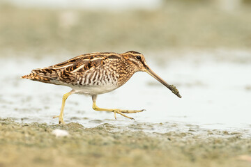 Common Snipe