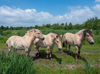 Obraz premium fjord horses in green landscape of national park weerribben wieden in the netherlands