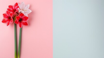 Red and white amaryllis flowers on split pastel pink and blue background. Minimalist floral design with copy space. Ideal for spring-themed banners, invitations, or greeting cards. Flat lay photograph